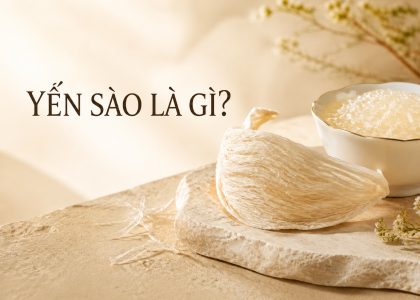Yến sào là gì? Tất tần tật những điều cần biết về yến sào