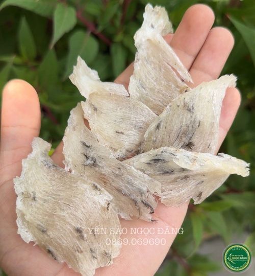 [100gram] Chân tổ yến thô ít lông 