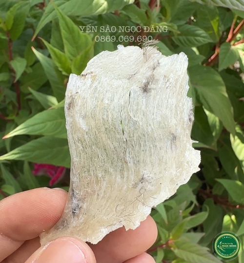 [100gram] Chân tổ yến thô ít lông 