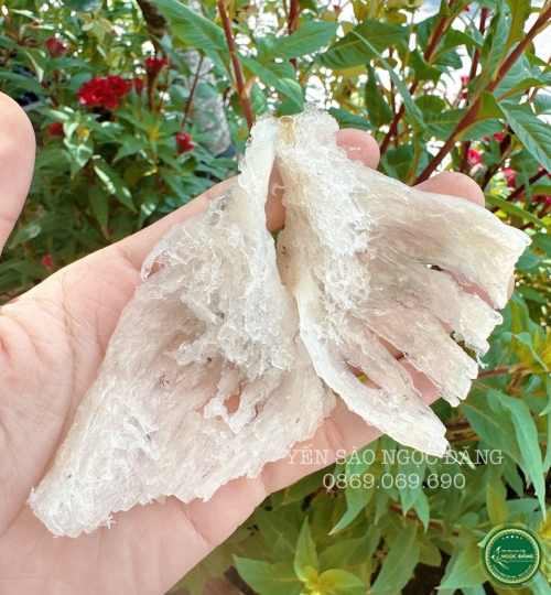 [100gram] Chân tổ yến thô ít lông 