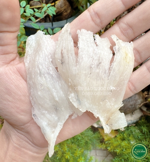 [100gram] Chân tổ yến thô ít lông 
