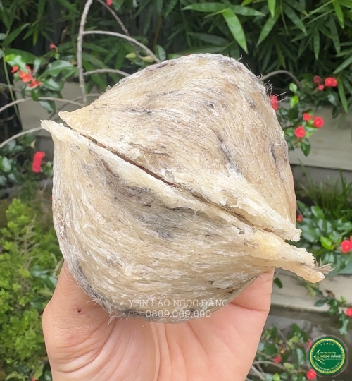 [100gram] Tổ thô già cồ