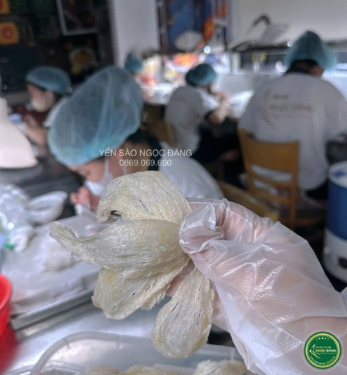 [100gram] Yến rút lông khô VIP