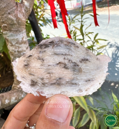 [100gram] Tổ thô nhiều lông