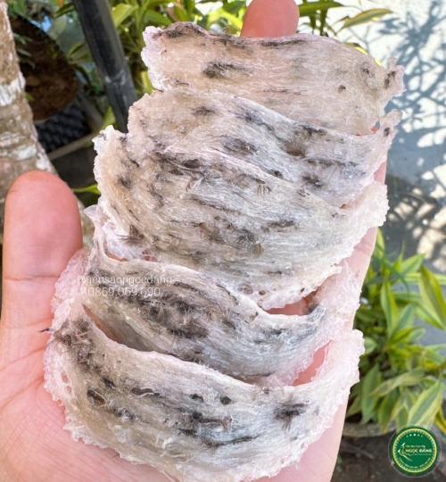 [100gram] Tổ thô nhiều lông