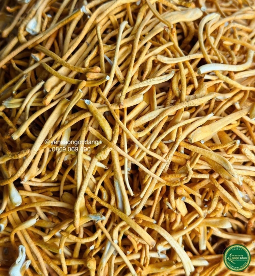 [100gram] Đông trùng hạ thảo sấy thăng hoa - Xô Dài